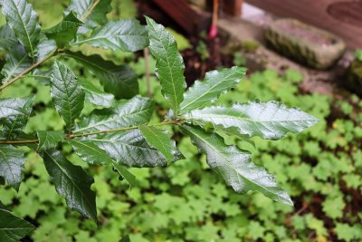 Quercus rhysophylla 'Maya' - dub mexický - listy